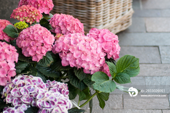 Closeup of pink hortebsia at the florist in the street