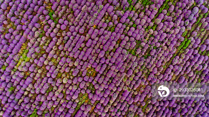 Lavender field aerial view. Top view.