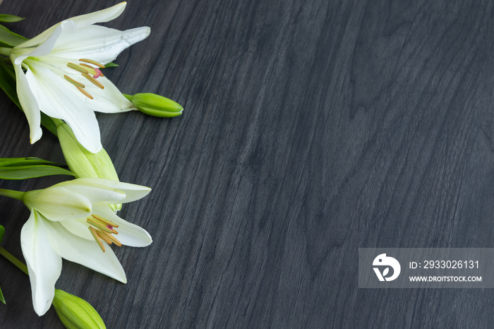 Border of white lily flowers on a dark wood background with copy space