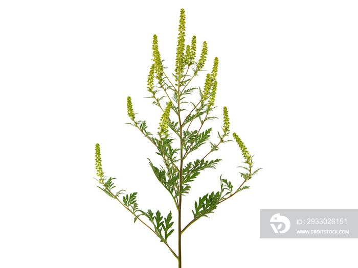 Blooming plant of common ragweed, isolated on white, Ambrosia artemisiifolia