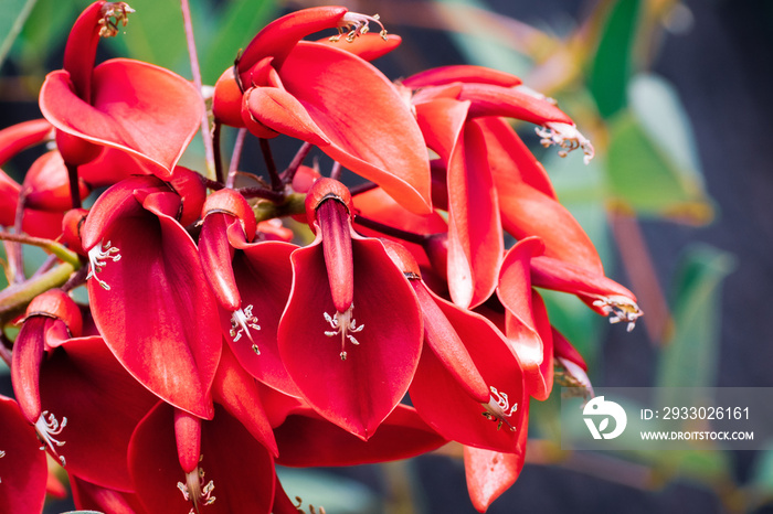 Cockspur coral tree (Erythrina crista-galli) is a flowering tree in the family Fabaceae, native to South America; widely planted as a street or garden tree in other countries, notably in California