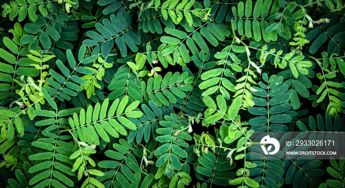 Close up green leaves background