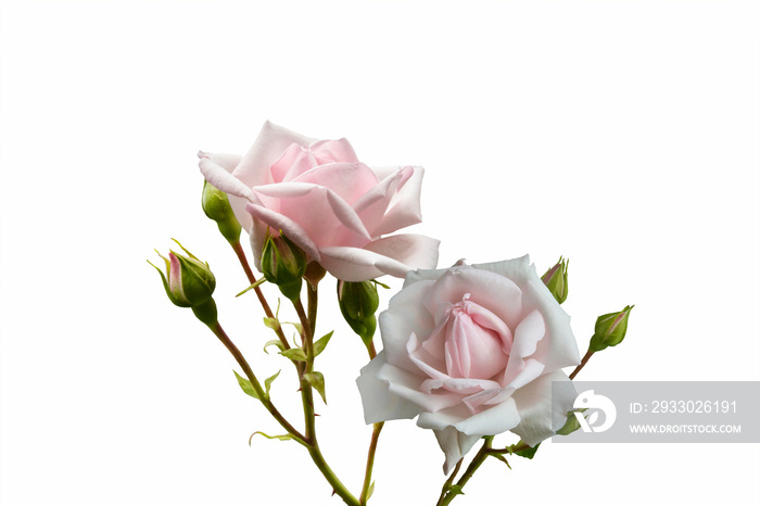 Bright pink rose flowers closeup. Summer flowers isolated on white background