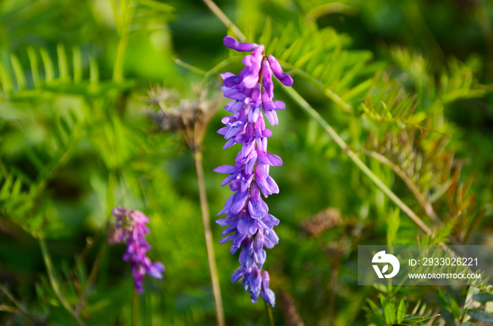 Purple flower vetch (Vicia cracca) on meadow