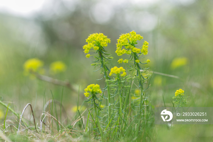 flower cypress spurge (Euphorbia Cyparissias) on meadow. Euphorbia cyparissias, the Cypress spurge, is a species of flowering plant in the Euphorbiaceae family