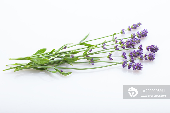 Lavender flowers on a white background