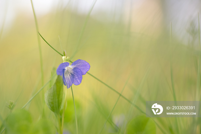 A close-up shot of a light blue dog-violet flower (Viola Canina) blooming