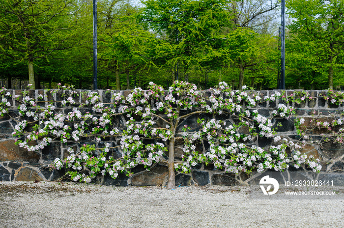 Apple tree trained along a south facing wall as an espalier