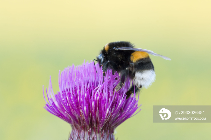 Buff-tailed Bumblebee (Bombus terrestris) is a pollinator of natural ecosystems on a thistle flower. The subject of entomology, pollination, insect collection.