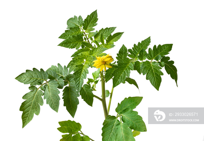 Tomato plant with flower isolated on white background