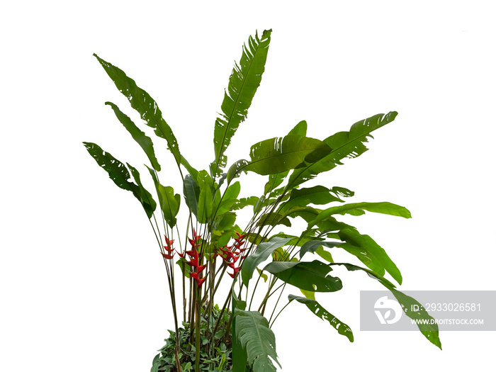 Heliconia bihai, red palulu or garden plantain, whole plant with leaves and flowers cut and isolated from background