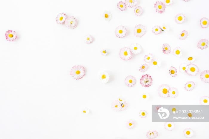 Daisy chamomile flower buds on white background. Flat lay, top view minimal summer floral pattern composition.