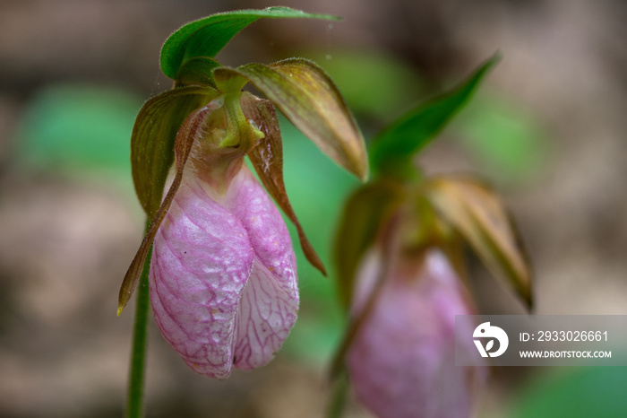 Lady Slipper