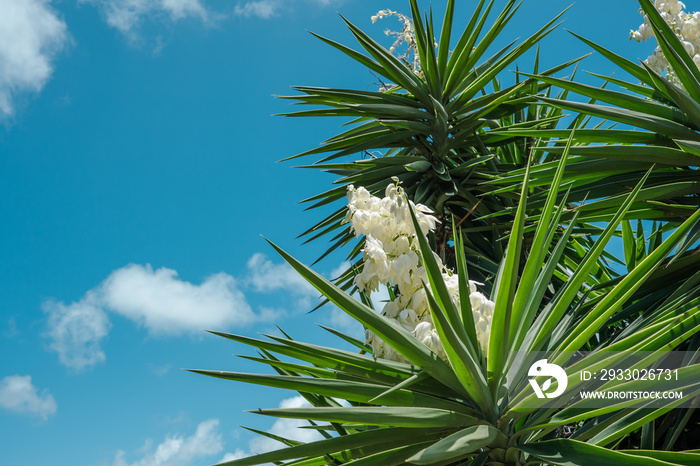 Yucca gigantea (syn. Yucca elephantipes) is a species of flowering plant in the asparagus family. China Wall / Koko Kai Beach Mini Park, Honolulu, Oahu, Hawaii.