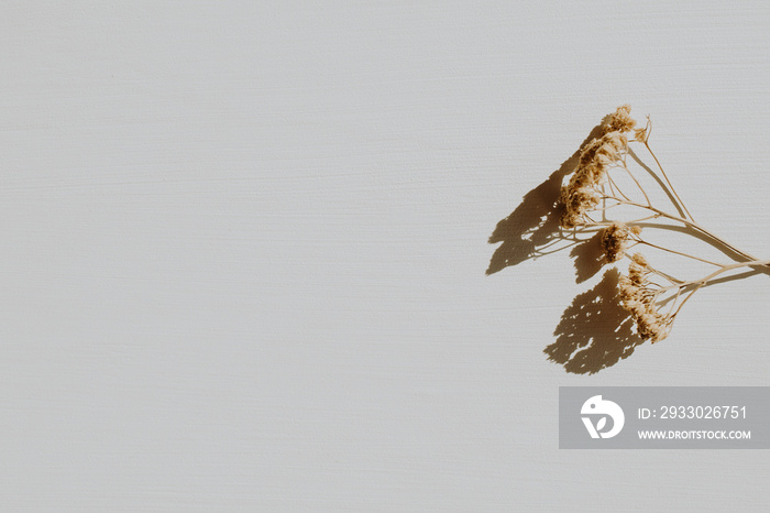 Dry branch on dusty grey background. Flat lay, top view minimal neutral floral composition.