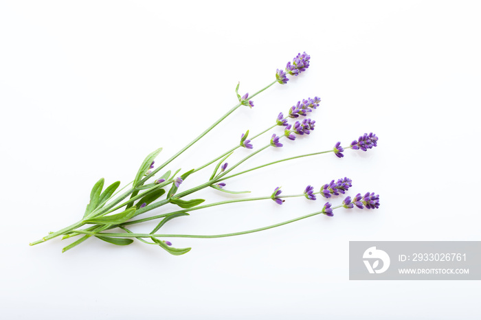 Lavender flowers on a white background