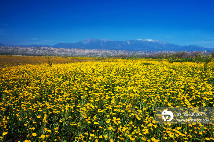 field of yellow wildflowers in the San Jacinto Wildlife area near Perris in Southern California.  Snow on mountains in the background.