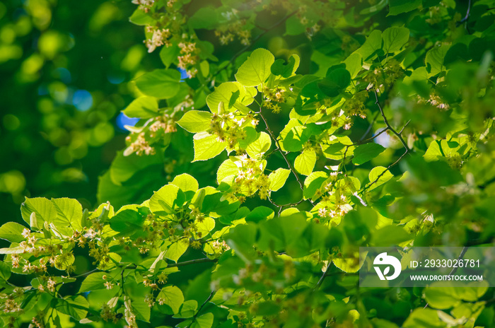 Branches of blossoming linden