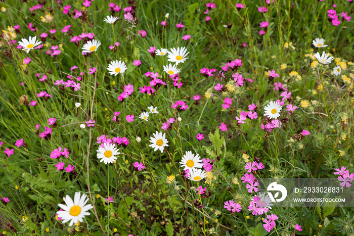 plantation for insects, with pink lychnis, marguerites and hormon flowers