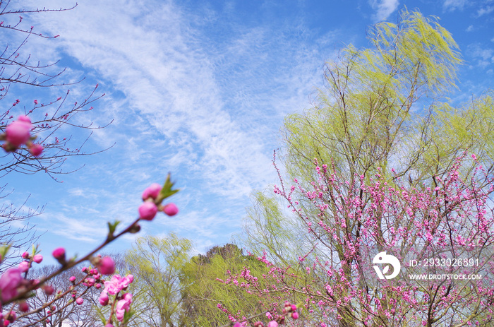 桃の花のクローズアップ