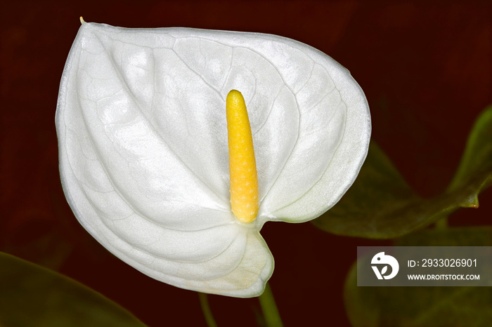 A beautiful Peace lily with a deep red background in closeup