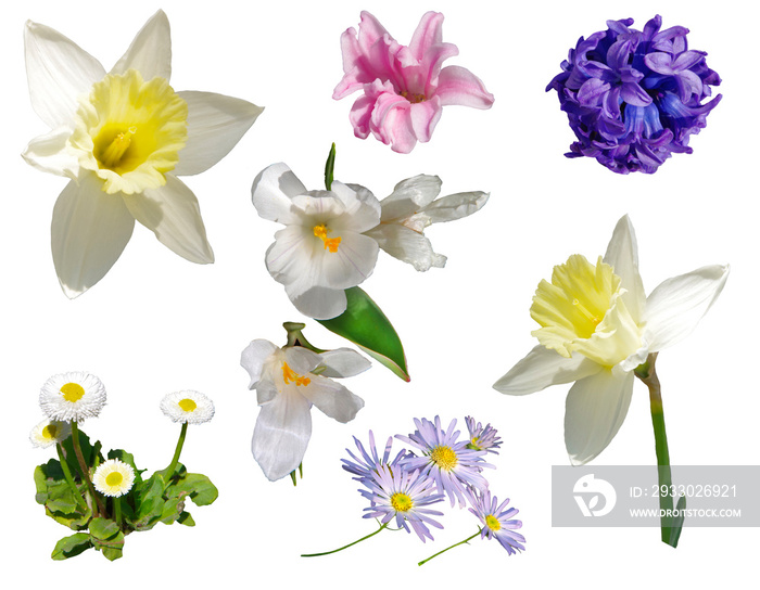 Different flowers isolated on white background.