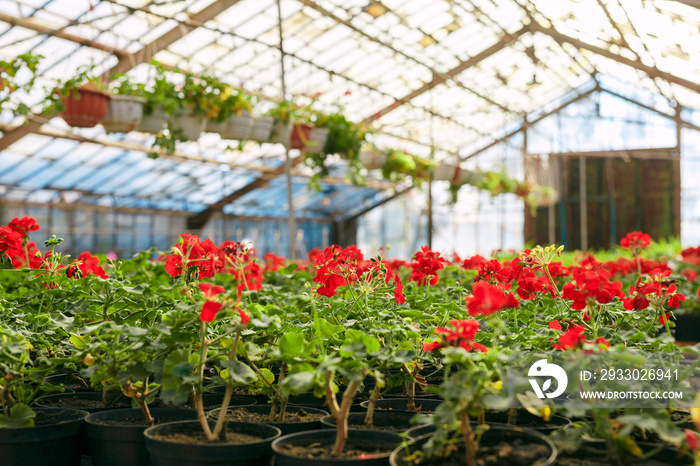 Red geranium pelargonium in greenhouse of botanical garden. Selective focus.