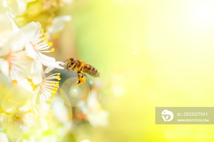 White flowers of fruits tree and Bee with soft blurred background.