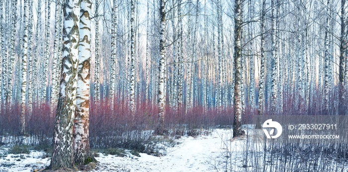 White birch forest covered with white snow against beautiful sunset in winter. Latvia