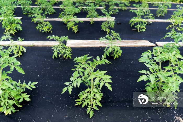 Neat beds of tomato bushes, carefully surrounded by agrofibre. Top view of a farm field with vegetable crops.