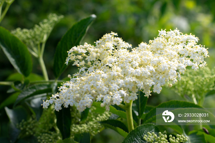 Blossom elderberry plant close-up.