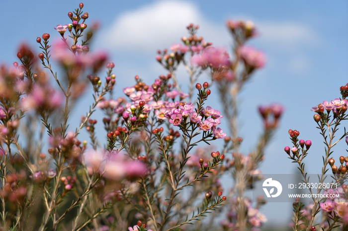 Growing wax flowers in flower beds