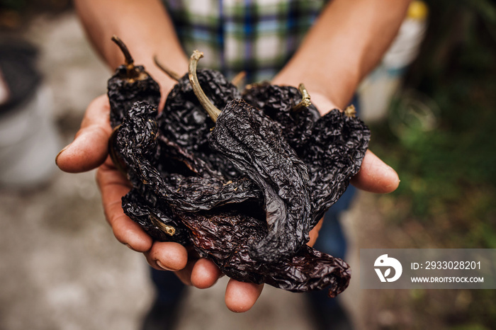 chile ancho, mexican dried chili pepper, Assortment of chili peppers in farmer Hands in Mexico