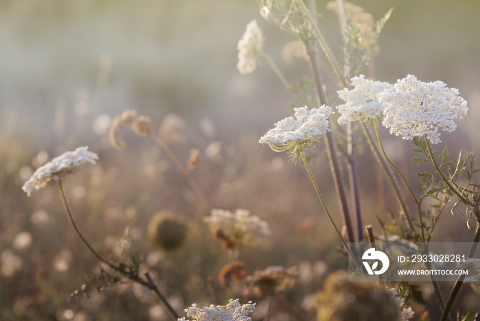 Wild meadow grass under morning sunlight. Summer field background. Sunny seasonal backdrop for design