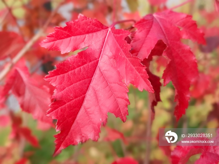 Beautiful red leaves of Amur Maple or Acer ginnala. Autumn sunlight. Background.