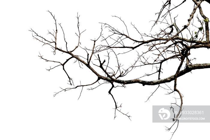 Dead tree isolated on white background