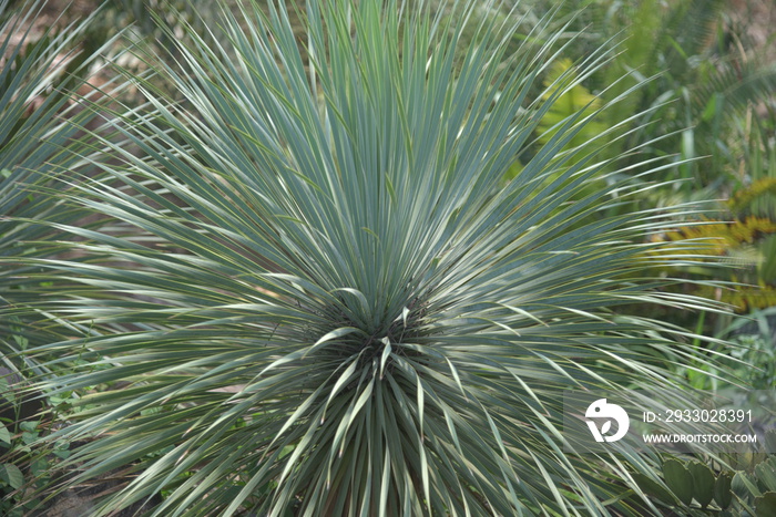Yucca rostrata  also called beaked yucca, is a tree like plant belonging to the genus Yucca