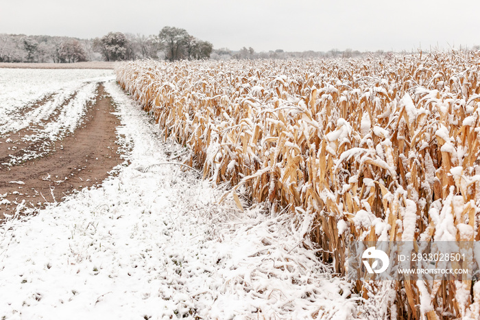 A farm lane along a snow covered standing field of corn.