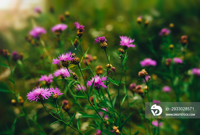 Summer meadow of beautiful wild pink flowers. Brown knapweed or Centaurea jacea field.