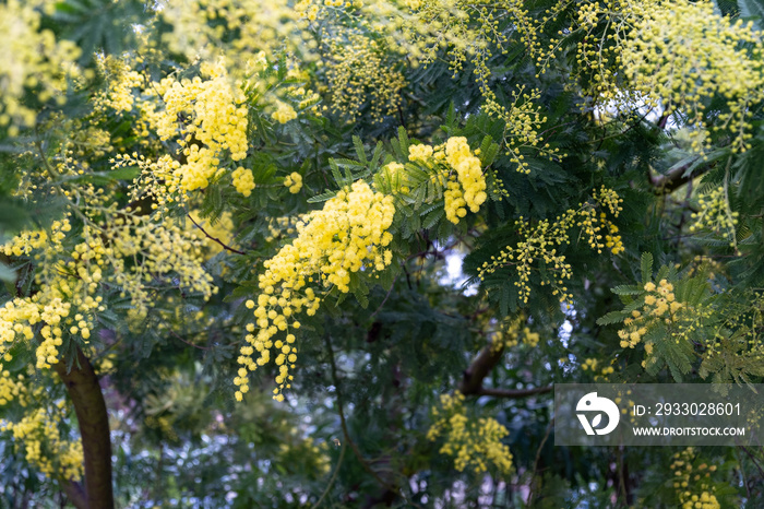 Gazia or acacia farnesiana or mimosa or vachellia farnesiana or yellow popinac or huisache tree are the names of a small tree of the nature.