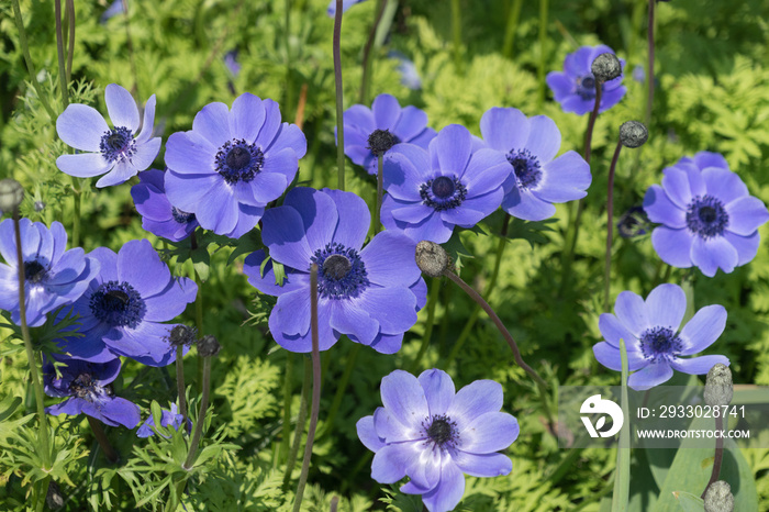 Blau-violette Garten-Anemone (anemone coronaria)