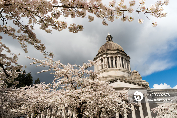 Washington State Capital Building Olympia Springtime Cherry Blossoms