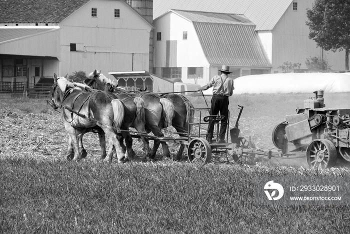 Amish Father and Son bringing in the Hay on a sunny autumn day