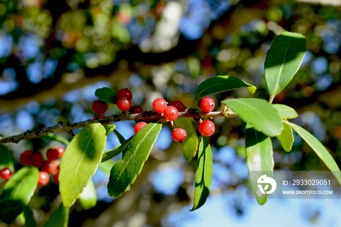 Macro photo of a Ilex Species, Yaupon Holly, Cassina, Winterberry branch