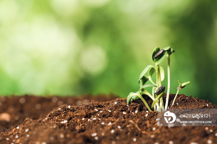 Green seedlings growing in garden