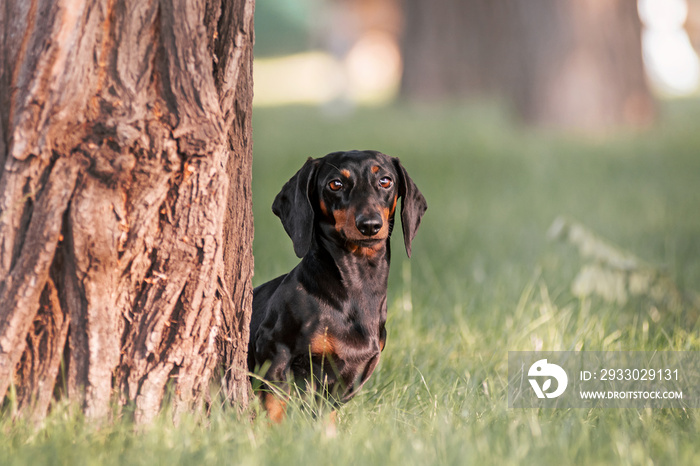 A black miniature dachshund sits in the park near a tree and looks at the camera