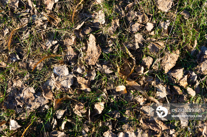 Forest ground texture. Dry autumn leaves background. Yellow dry grass pattern.