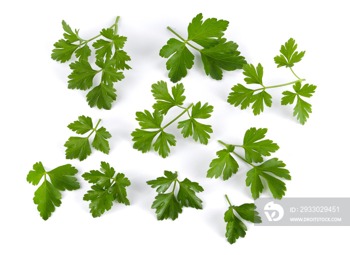 Fresh green leaves of parsley isolated on white background