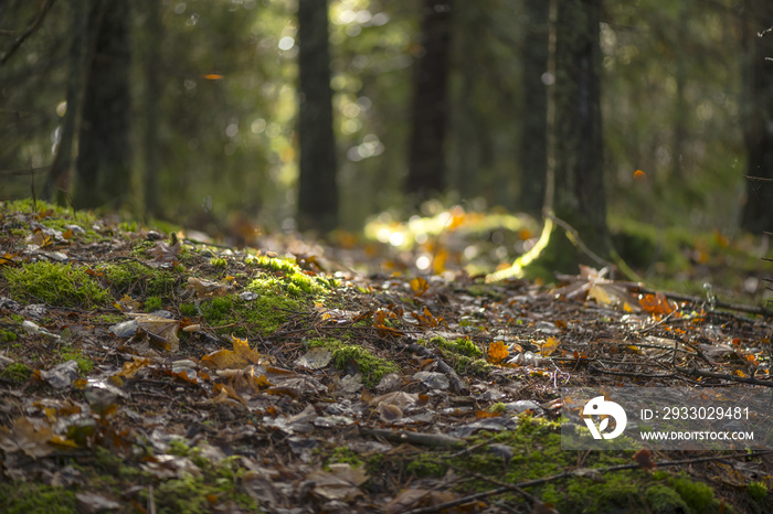 Colorful forest floor with vivid autumn leaves and backlight