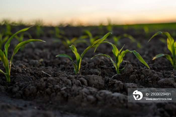 Maize seedling close up in a sunset. Fertile soil. Farm and field of grain crops. Agriculture. Rural scene with a field of young corn.